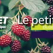Le petit fruité - Bulletin technique | Juillet 2025 #7