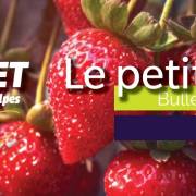 Le petit fruité - Bulletin technique | Mars 2026 #12