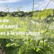 Solutions de PHYTOTHÉRAPIE appliquées à la viticulture